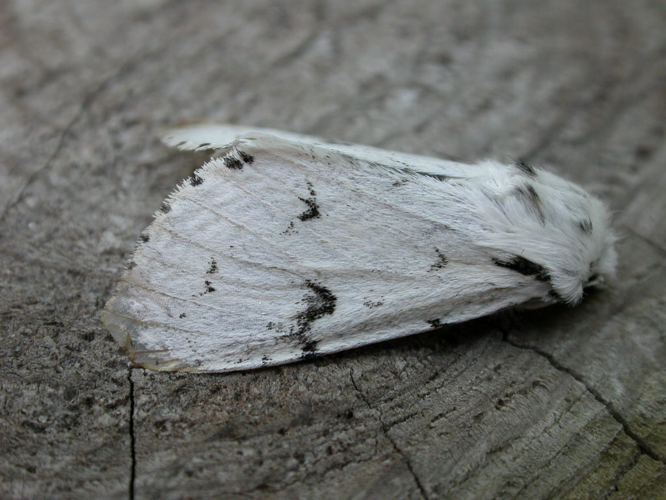 Acronicta leporina1.jpg © Donald Hobern from Canberra, Australia