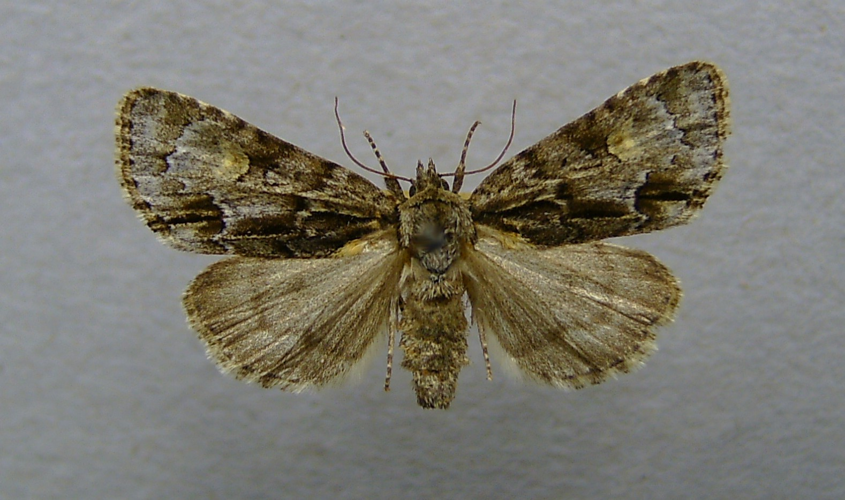 Acronicta strigosa.jpg © Dumi