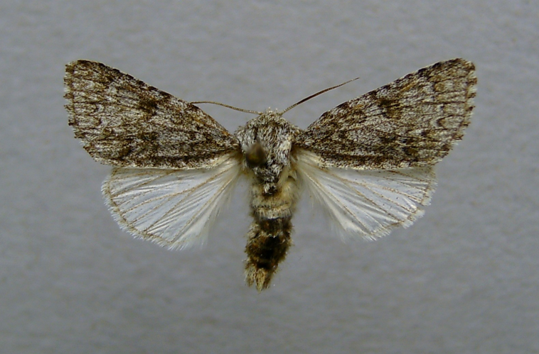 Acronicta euphorbiae.male.jpg © Dumi