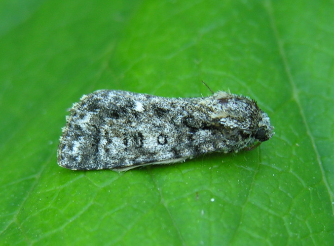 Acronicta.rumicis.jpg © Olei