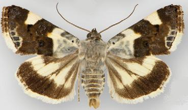 Acontia lucida.JPG © Lafontaine JD, Poole RW