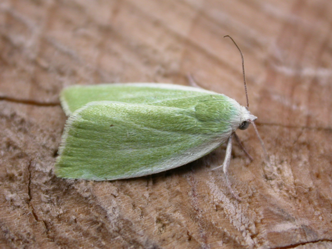 Earias clorana.jpg © dhobern