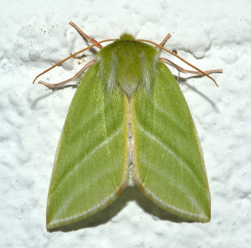 Pseudoips prasinana1.jpg © Kulac