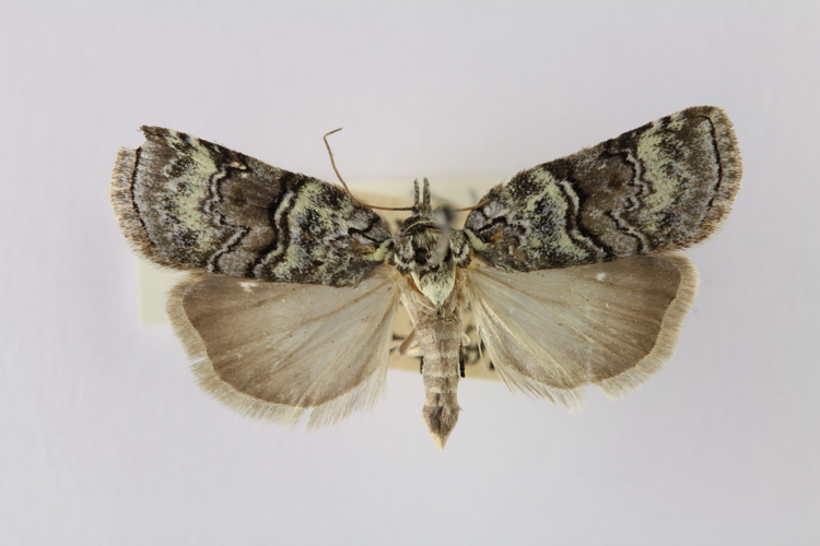 Nycteola siculana user vitaman.JPG © Vitaman