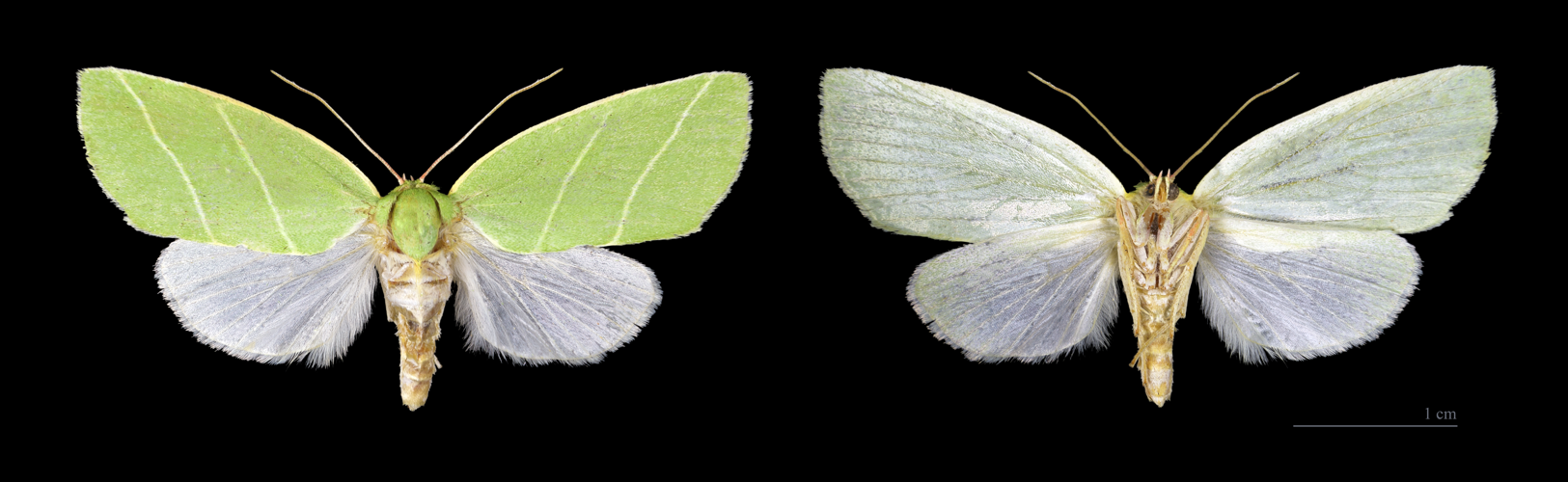 Bena bicolorana MHNT.jpg © Didier Descouens