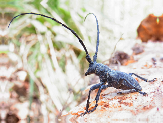 Morimus asper asper male.jpg © Siga
