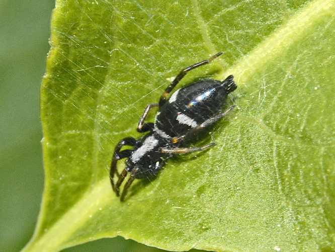 Gnaphosidae - Aphantaulax trifasciata.JPG © Hectonichus