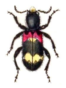 Clerus.mutillarius.-.calwer.28.12.jpg © File Upload Bot (Sarefo)