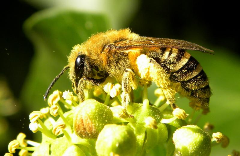 Colletes hederae5.jpg © Lymantria