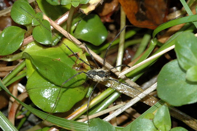 Mitopus.morio.jpg © James K. Lindsey