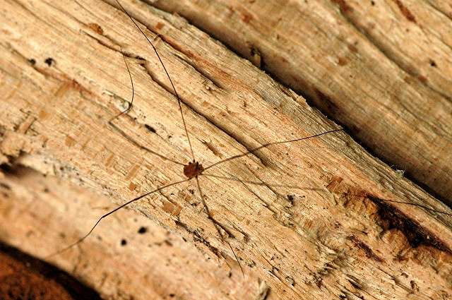 Leiobunum.rotundum.male.jpg © James K. Lindsey