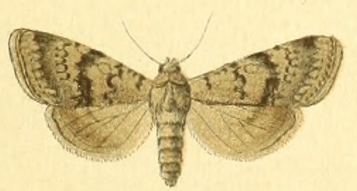 Euxoa grisescens f.jpg © Unknown. (Editor: Adalbert Seitz)