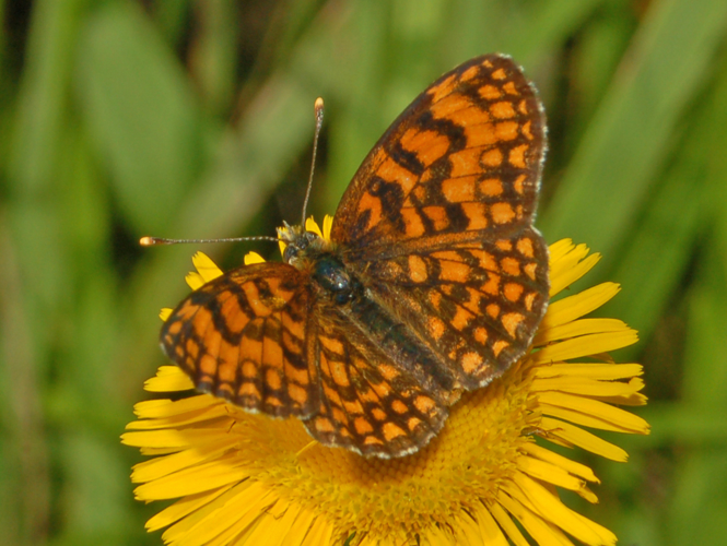 Nymphalidae - Melitaea nevadensis-001.JPG © Hectonichus