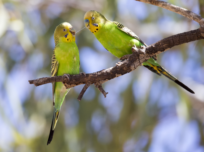Budgerigar 1 (20123571788).jpg © Jim Bendon from Karratha, Australia