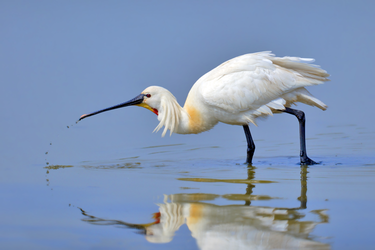 Eurasian Spoonbill.jpg © Andreas Trepte