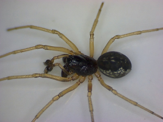 Pachygnatha degeeri.jpg © Lymantria