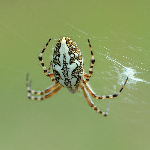 Araneus ceropegius fg01.jpg © Fritz Geller-Grimm