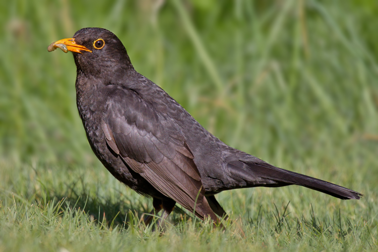Common Blackbird.jpg © Andreas Trepte