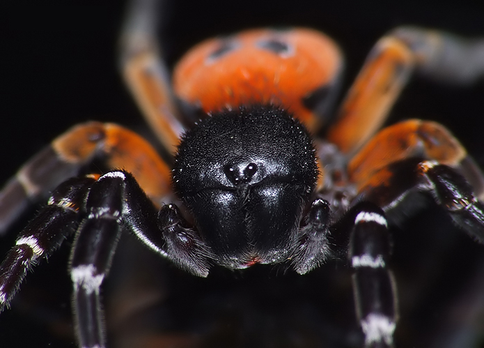 E. cinnaberinus 1.jpg © Damian Trzybiński