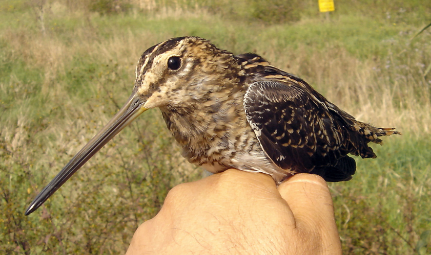 Gallinago gallinago young male NRM.jpg © User:Aelwyn