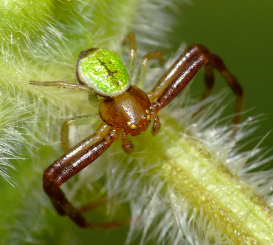 Ebrechtella tricuspidata, male.JPG © Lucarelli