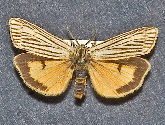 Spiris striata2.jpg © Kurt Kulac