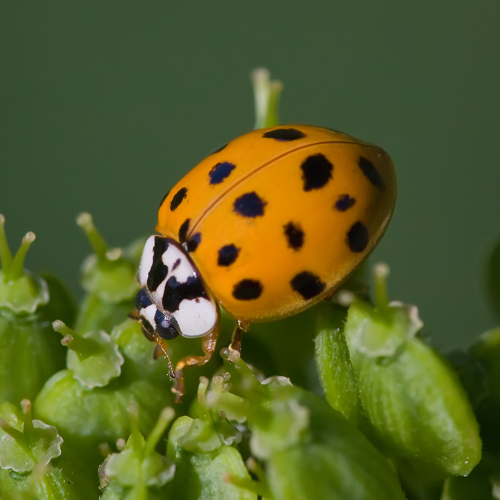 Asian lady beetle-(Harmonia-axyridis).jpg © Andreas Trepte