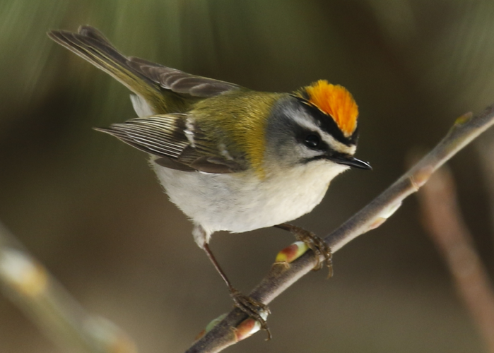 Firecrest 3.jpg © TonyCastro