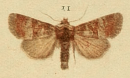 Rosy Minor Moths of the British Isles.jpg © Richard South
