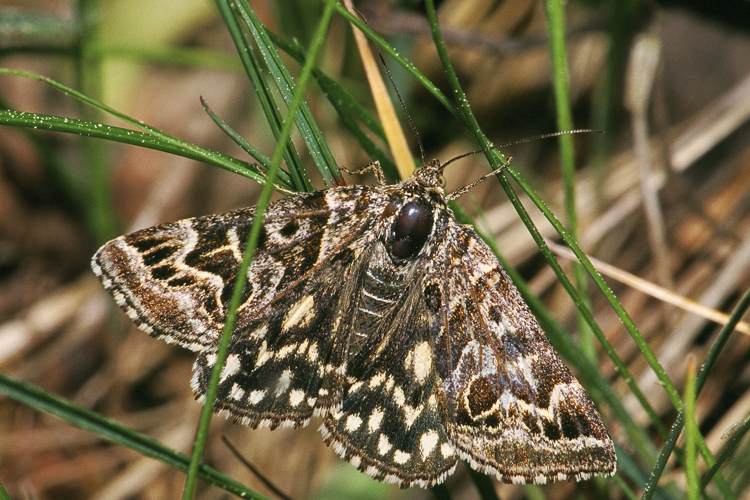 Callistege.mi.2040.jpg © Olei