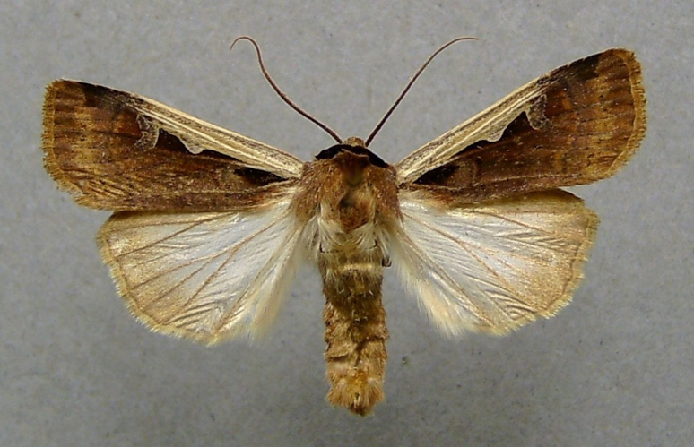 Albocosta musiva.jpg © Dumi