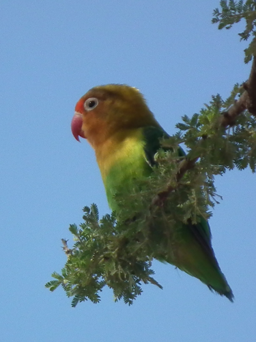 Lovebirds in Tanzania 3496 cropped Nevit.jpg © Nevit Dilmen (talk)