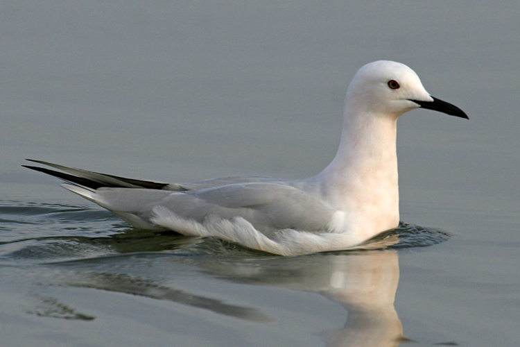 Larus genei.jpg © GabrielBuissart