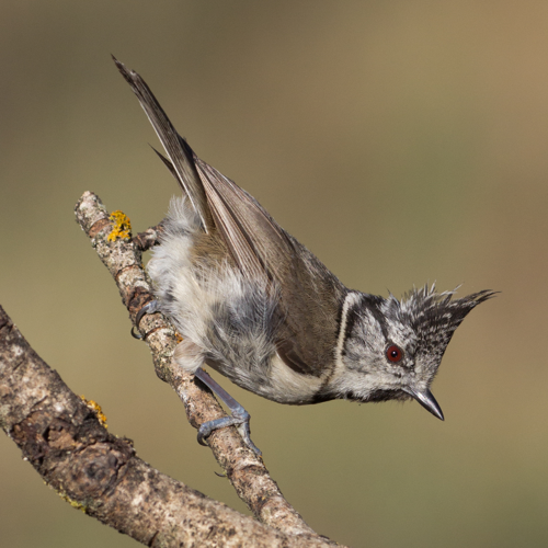 Lophophanes cristatus - 01.jpg © Carlos Delgado