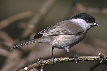 Parus atricapillus 2 (Marek Szczepanek).jpg © Alpsdake