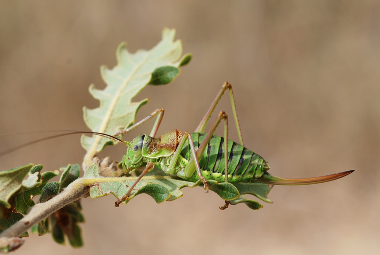 Ephipiger cfr diurnus female (5012435629).jpg © Gilles San Martin from Namur, Belgium