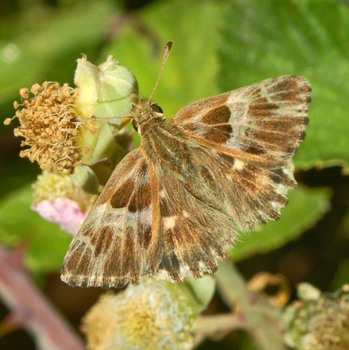 Hesperiidae - Carcharodus flocciferus-000.JPG © Hectonichus