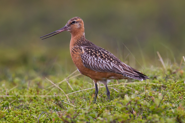 Bar-tailed Godwit.jpg © Andreas Trepte