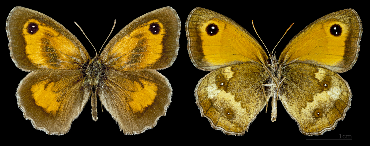 Pyronia tithonus MHNT CUT 2013 3 32 Balma male.jpg © Didier Descouens