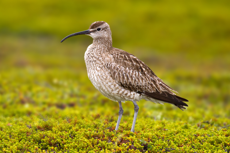 Whimbrel Numenius phaeopus.jpg &copy; Andreas Trepte