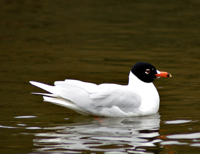 Larus melanocephalus aka Mediterranean Gull rare guest in Sweden2.jpg © Martin Olsson (mnemo on en/sv wikipedia and commons, martin@minimum.se).