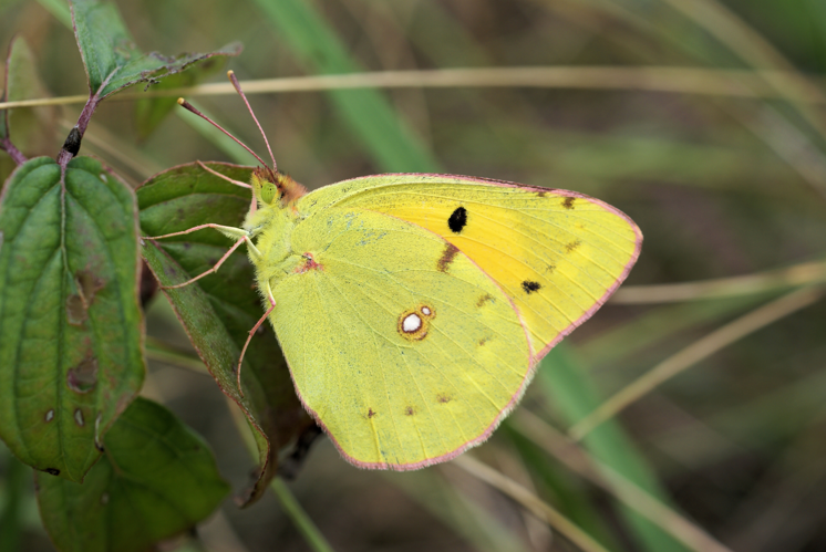 Colias croceus (Dordogne).jpg © Hans Hillewaert