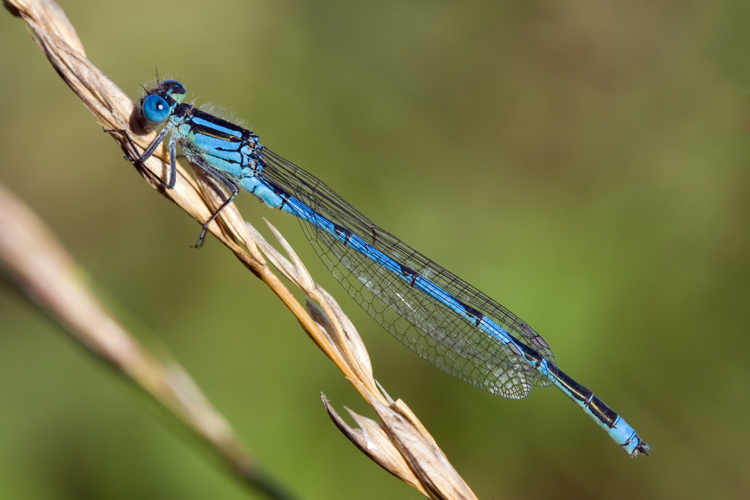 Erythromma lindenii 5(loz).jpg © Loz (L. B. Tettenborn)