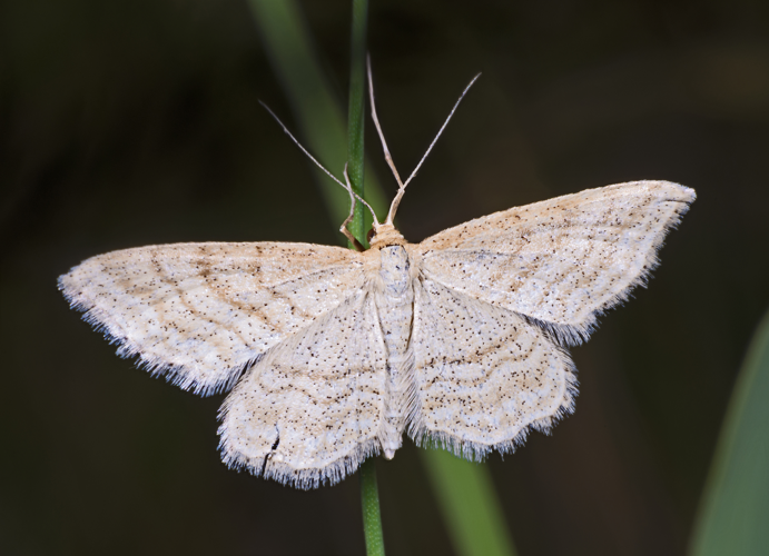 Idaea macilentaria MHNT.jpg © Didier Descouens