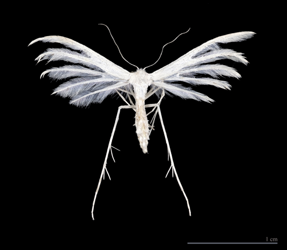 Pterophorus pentadactyla MHNT.jpg © Didier Descouens
