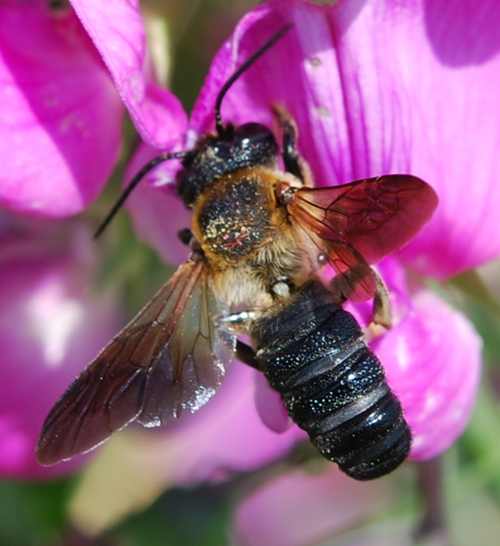 Megachile sculpturalis.jpg © John Baker