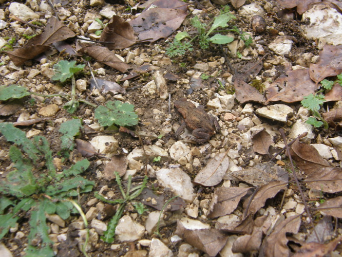 Bufo spinosus.jpg © Natursicilia