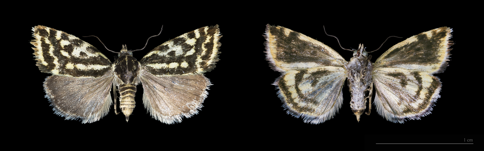 Acontia (Emmelia) trabealis MHNT.jpg © Didier Descouens