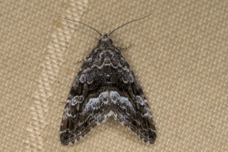 Deltote pygarga, Lodz(Poland)01(js).jpg © User:Jerzystrzelecki|Jerzy Strzelecki