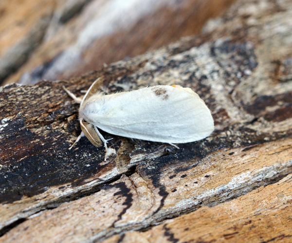 (2030) Yellow-tail (Euproctis similis) (19418856578).jpg © Ben Sale from UK